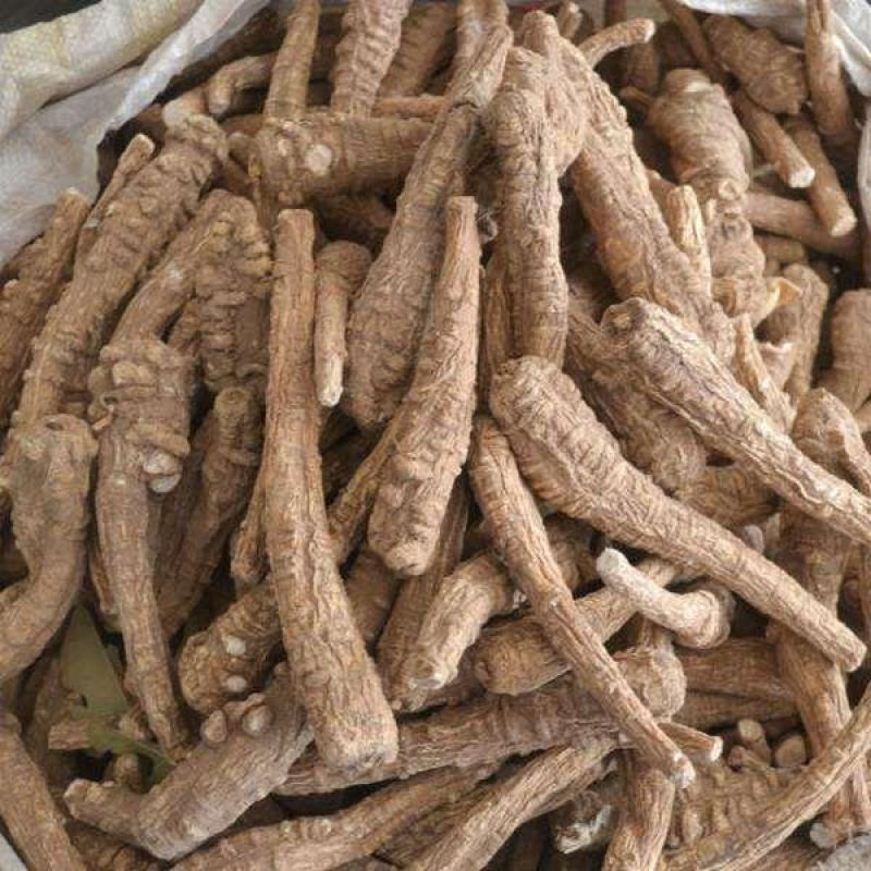 四川白芷个川白芷大白芷香川芷香料调料卤肉料中药材