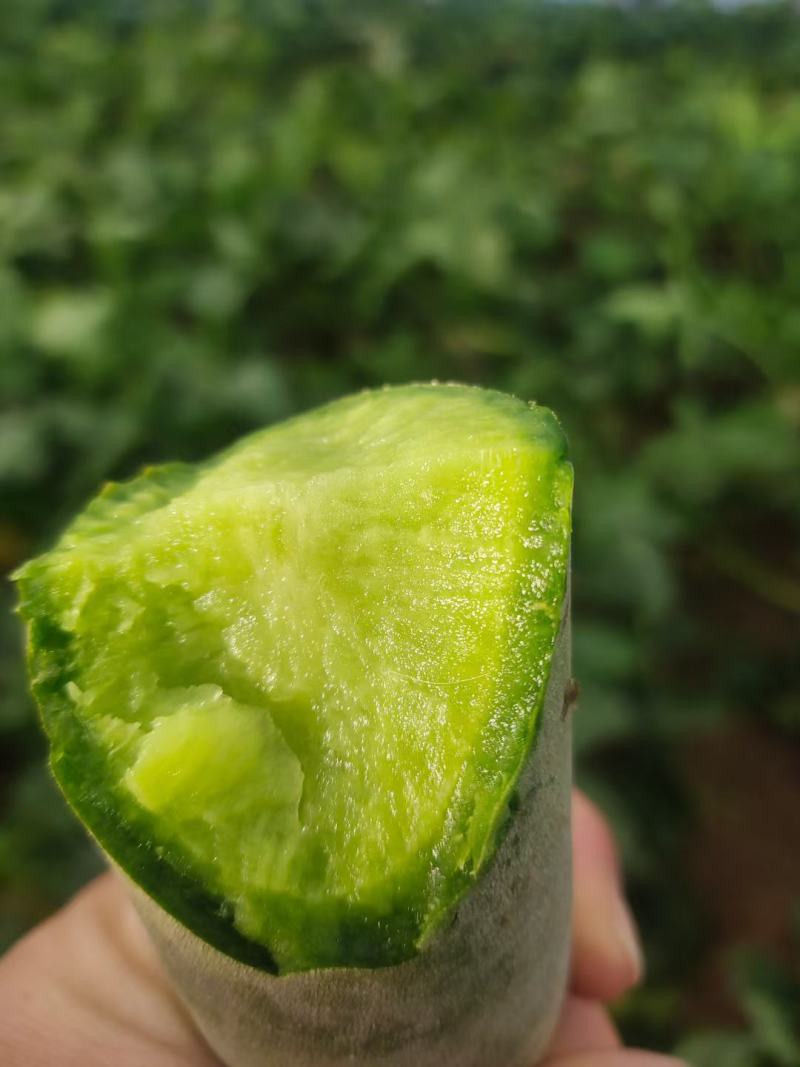 山东青萝卜水果萝卜潍县萝卜脆甜爽口纯青茬包装齐全