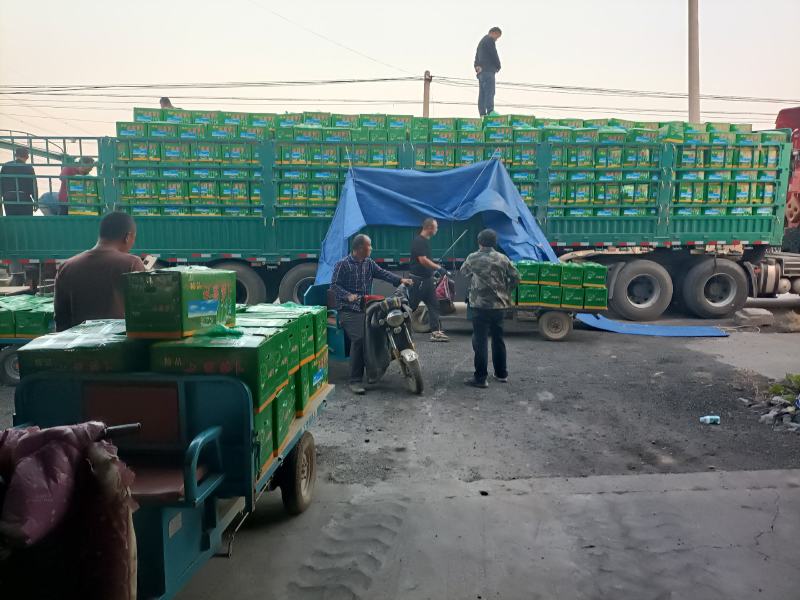 山东青萝卜水果萝卜潍县萝卜脆甜爽口纯青茬包装齐全