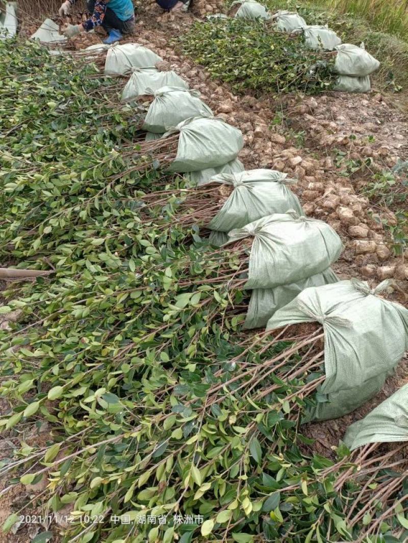 油茶袋苗