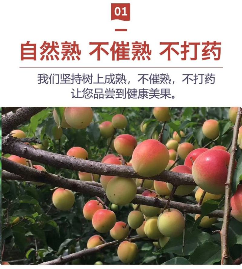 诏安青梅果新鲜现摘红梅泡酒酵素酸水果胭脂梅5斤包邮