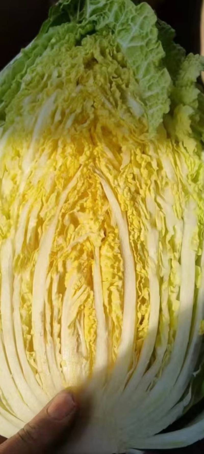 白菜，黄芯白菜，北京三号，大量上市了，净菜上车