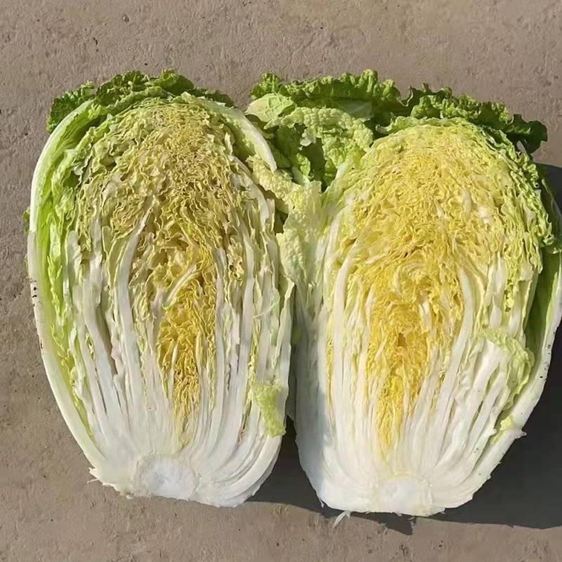 白菜，黄芯白菜，北京三号，大量上市了，净菜上车