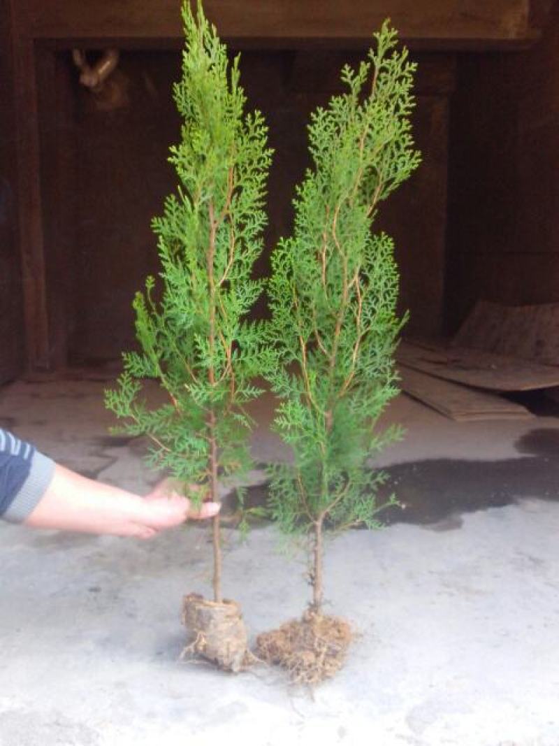 侧柏树价格侧柏基地出售侧柏苗工程用苗大小规格齐价优