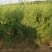 侧柏树价格侧柏基地出售侧柏苗工程用苗大小规格齐价优
