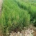 侧柏树价格侧柏基地出售侧柏苗工程用苗大小规格齐价优