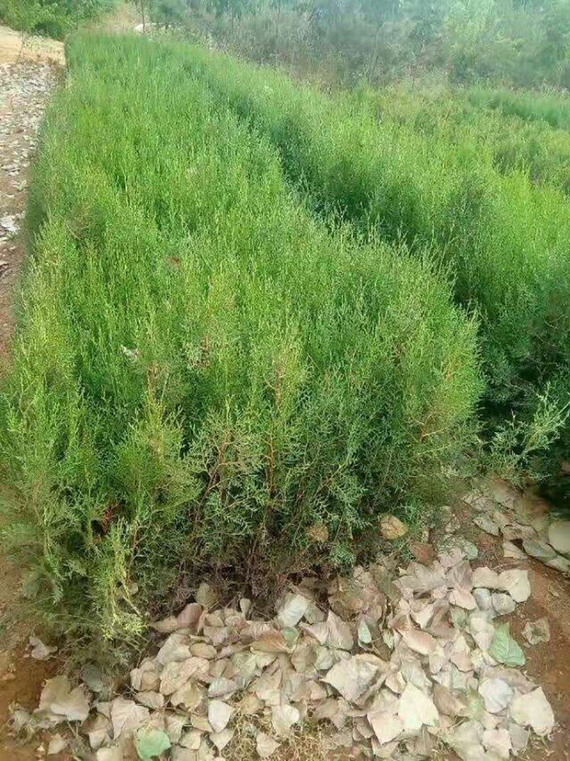 侧柏树价格侧柏基地出售侧柏苗工程用苗大小规格齐价优