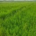 侧柏树价格侧柏基地出售侧柏苗工程用苗大小规格齐价优