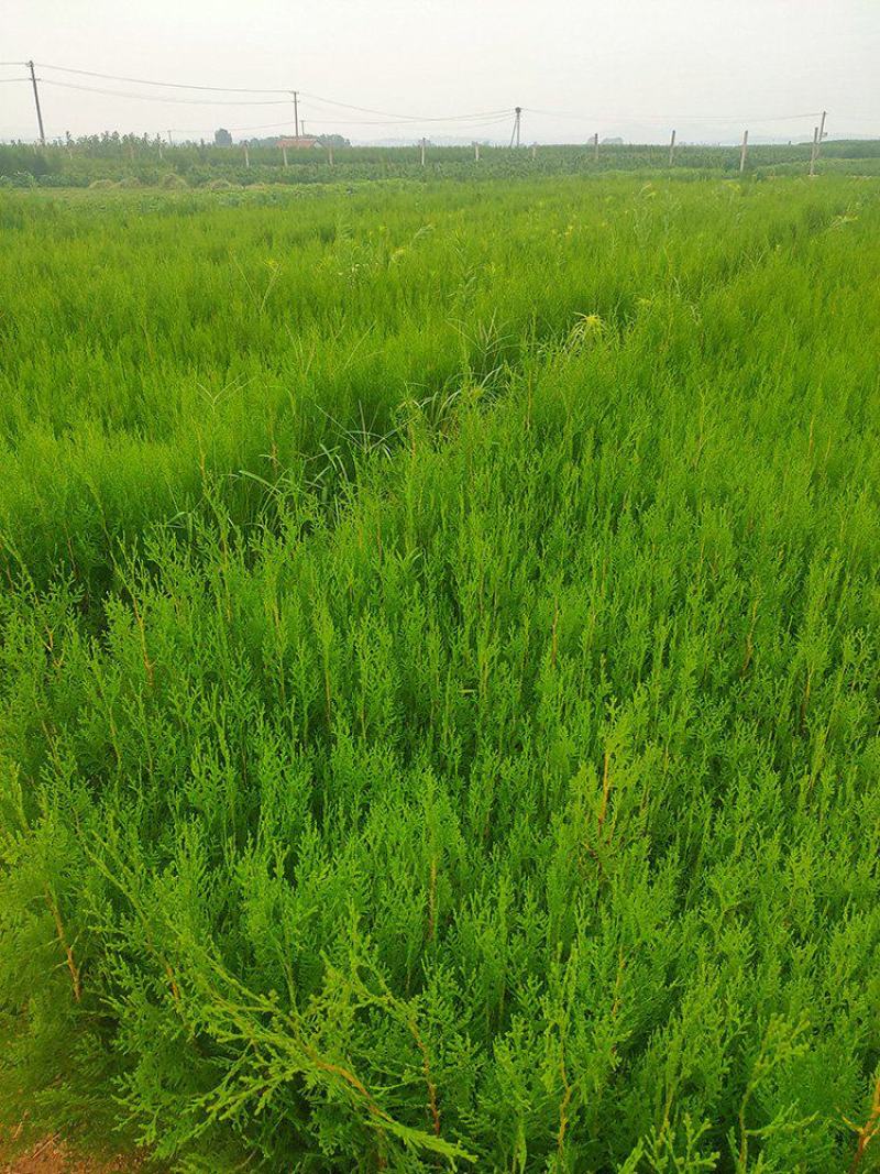 侧柏树价格侧柏基地出售侧柏苗工程用苗大小规格齐价优
