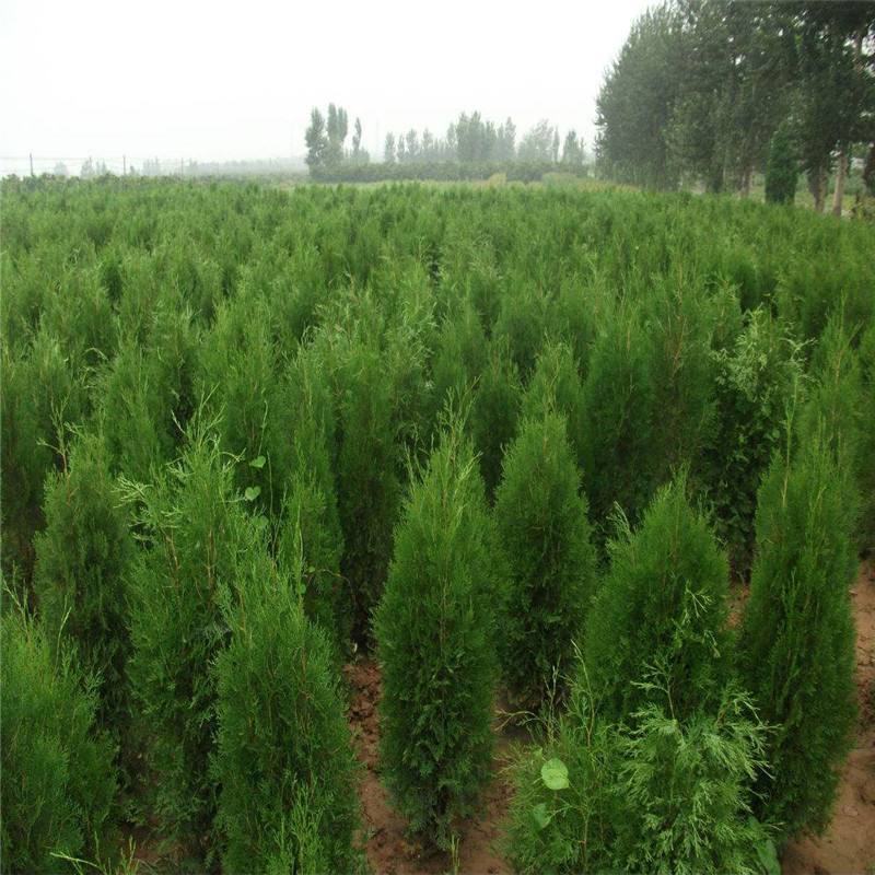 侧柏树价格侧柏基地出售侧柏苗工程用苗大小规格齐价优