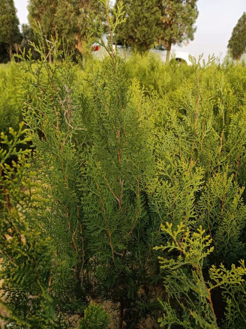 侧柏树价格侧柏基地出售侧柏苗工程用苗大小规格齐价优