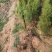 侧柏树价格侧柏基地出售侧柏苗工程用苗大小规格齐价优