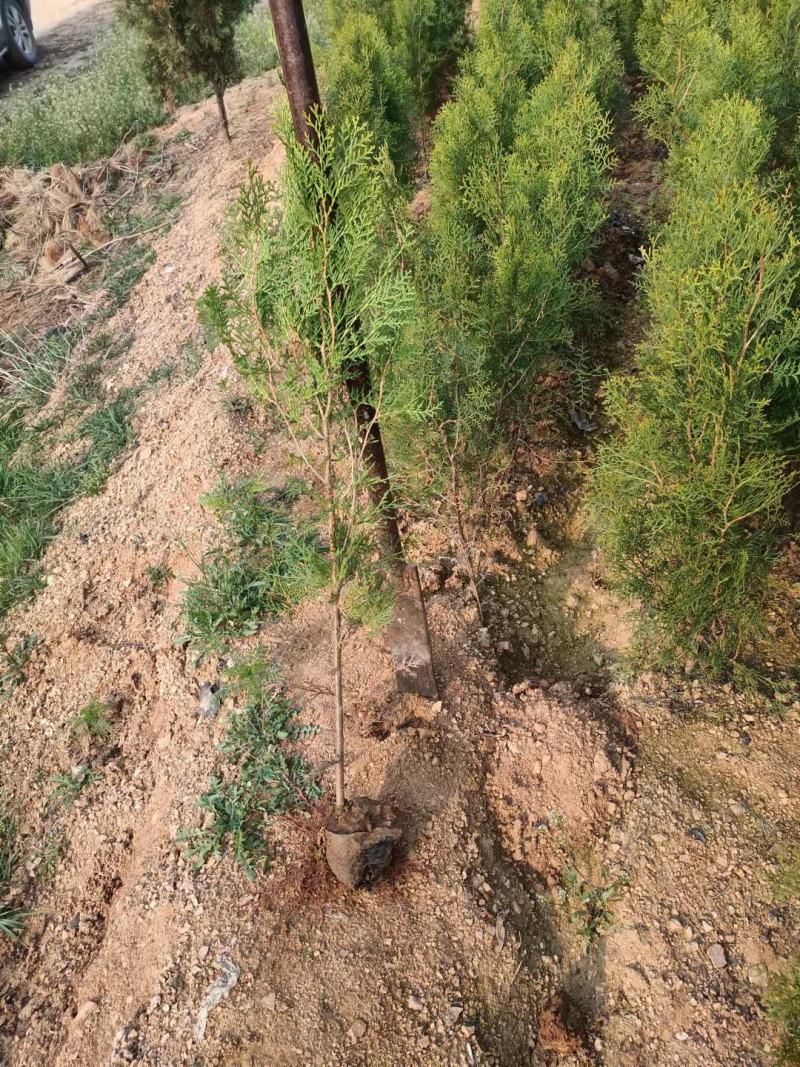 侧柏树价格侧柏基地出售侧柏苗工程用苗大小规格齐价优