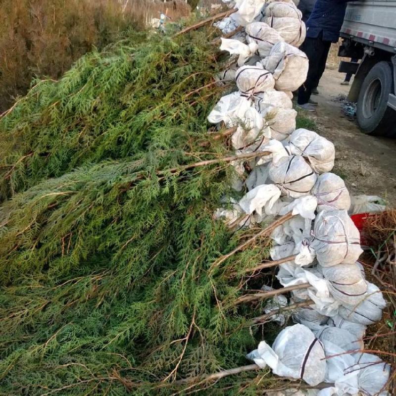 侧柏树价格侧柏基地出售侧柏苗工程用苗大小规格齐价优