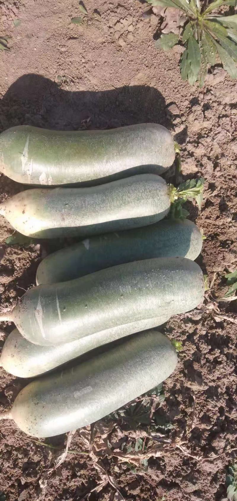 万亩水果萝卜青萝卜潍县萝卜大量开拔不辣甘甜免费小工