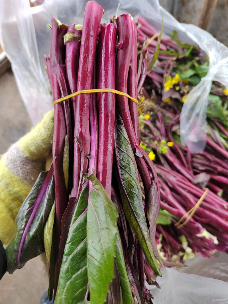 红菜苔又叫紫菜苔，芸菜苔，紫菘，菜苔，叶菜类，现摘现装，