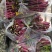 红菜苔又叫紫菜苔，芸菜苔，紫菘，菜苔，叶菜类，现摘现装，