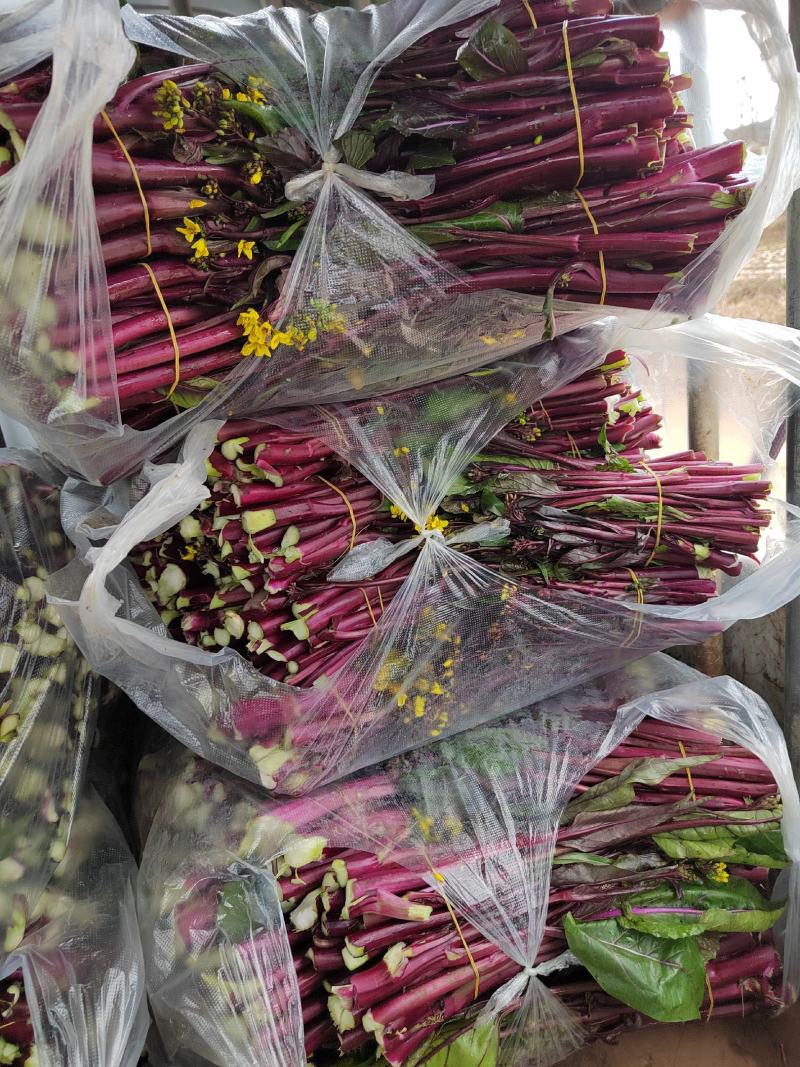 红菜苔又叫紫菜苔，芸菜苔，紫菘，菜苔，叶菜类，现摘现装，