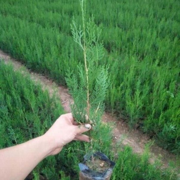 侧柏苗40公分1/2米价格侧柏基地扁柏山体绿化篱笆苗