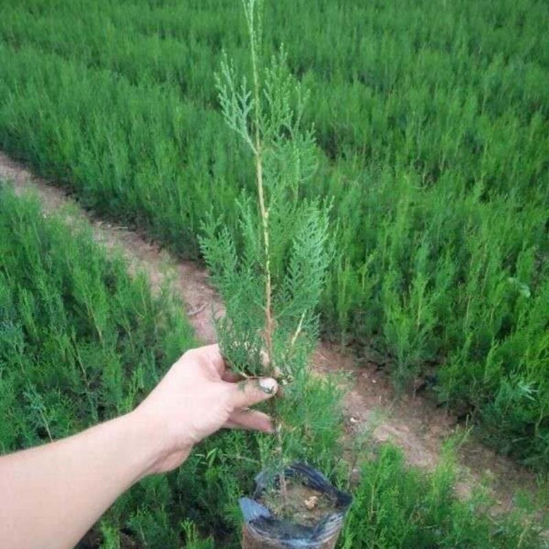 侧柏苗40公分1/2米价格侧柏基地扁柏山体绿化篱笆苗