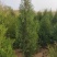 侧柏苗40公分1/2米价格侧柏基地扁柏山体绿化篱笆苗
