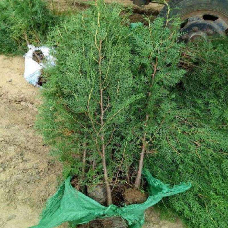 侧柏苗40公分1/2/3米农户价格扁柏苗绿化篱笆苗