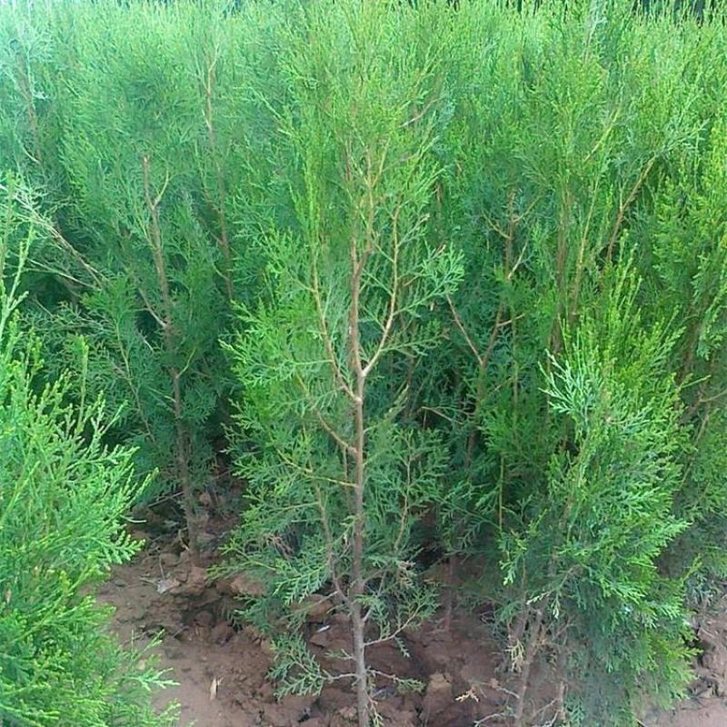 侧柏苗40公分1/2/3米农户价格扁柏苗绿化篱笆苗