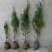 侧柏苗40公分1/2米价格侧柏基地扁柏山体绿化篱笆苗