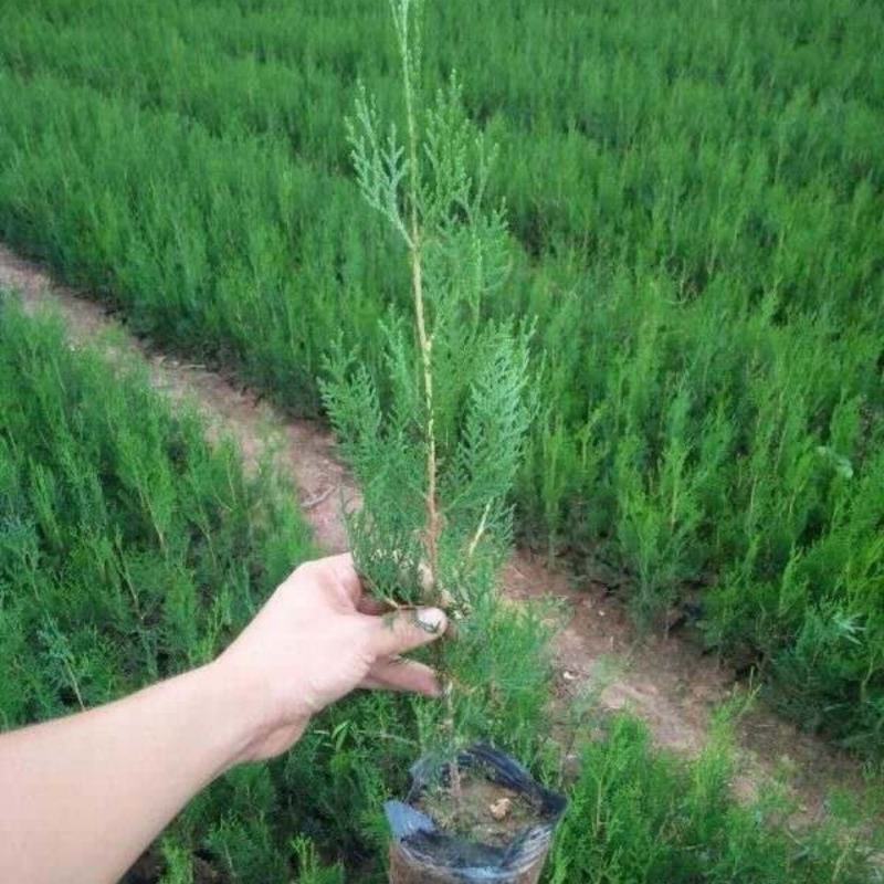 侧柏苗40公分1/2米价格侧柏基地扁柏山体绿化篱笆苗