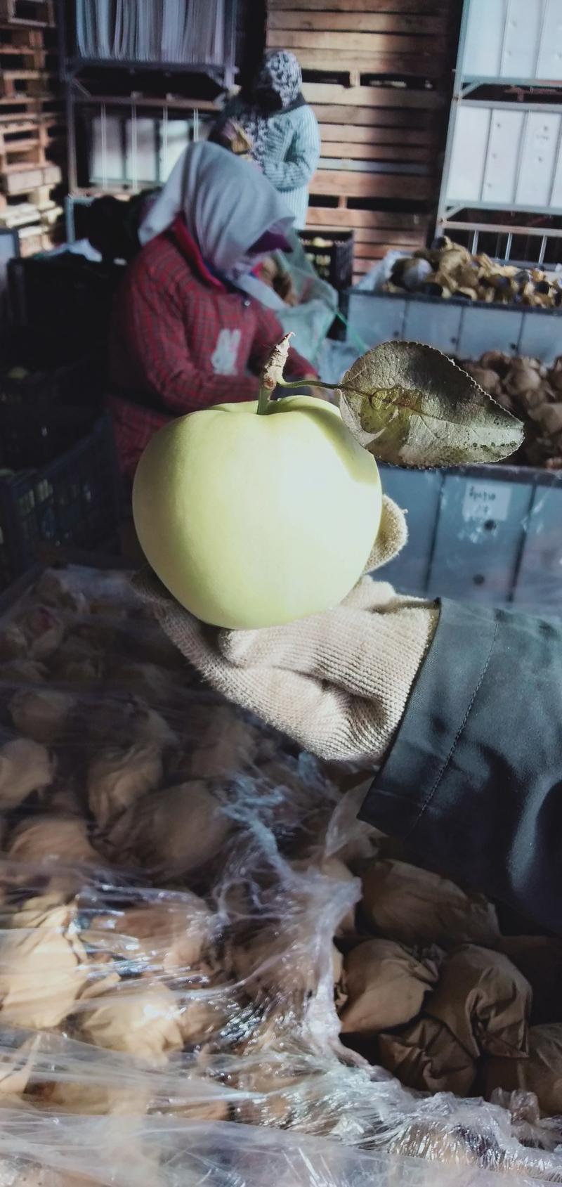 瓦房店冷库黄元帅苹果价格便宜质量好，正在大量出库！