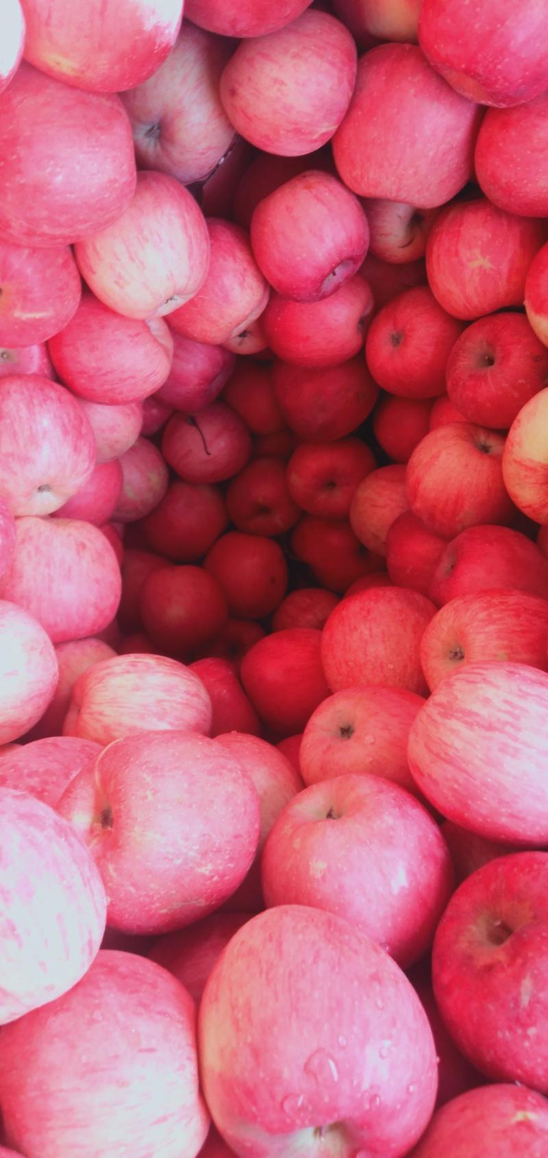 瓦房店冷库红富士苹果价格便宜质量好，正在大量出库！