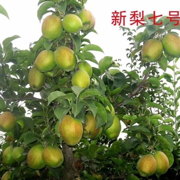 新梨七号：自己家苗圃基地培育的苗子，品种纯真