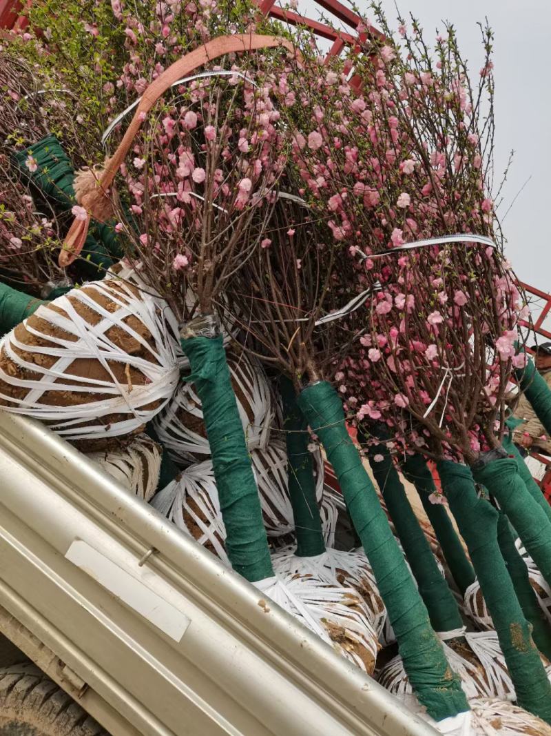 榆叶梅价格3~12公分基地直销品种规格齐榆叶梅量大从优