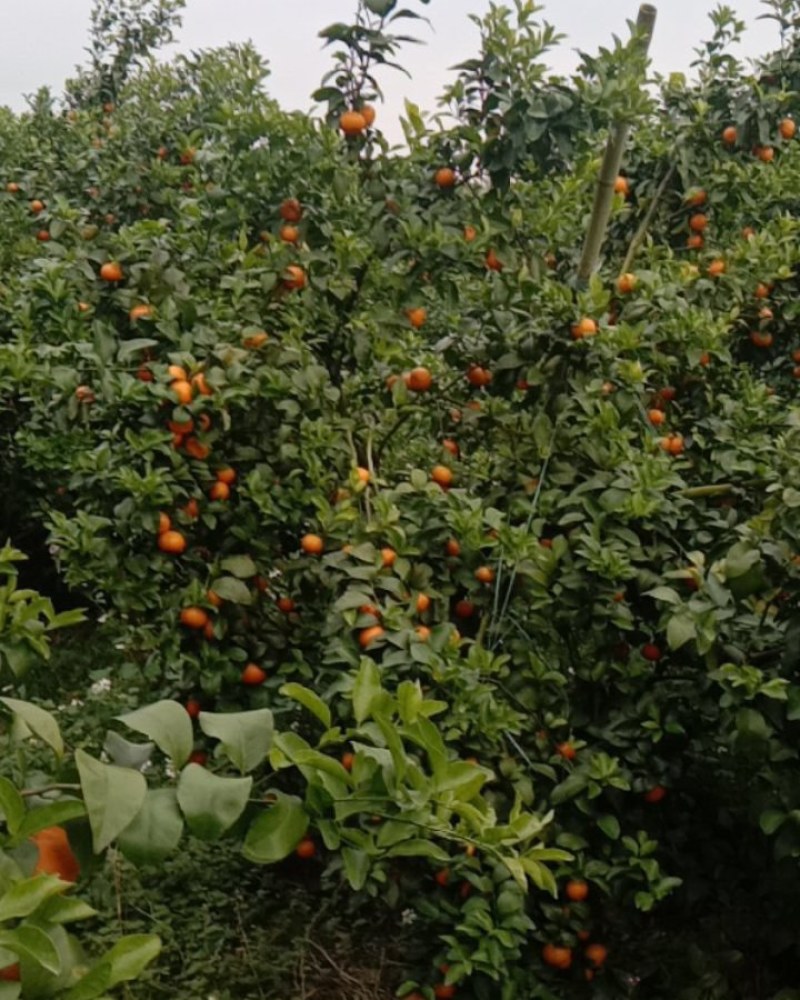 本地大量种植沙糖桔，数量多，果实精品，味道甜蜜可口，
