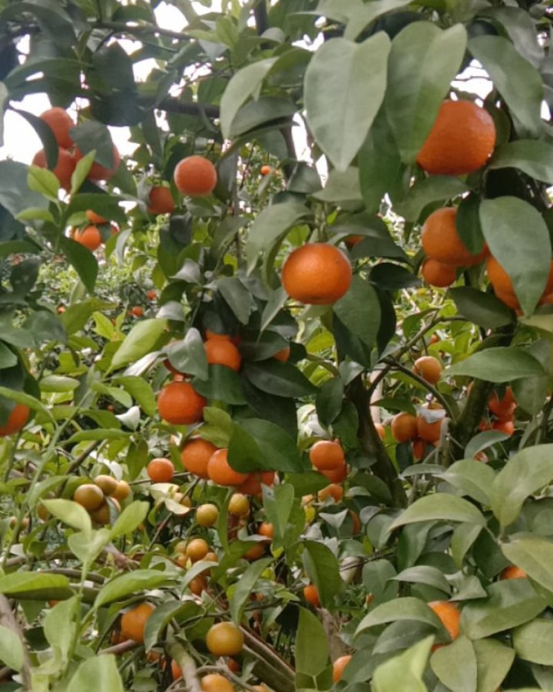 本地大量种植沙糖桔，数量多，果实精品，味道甜蜜可口，