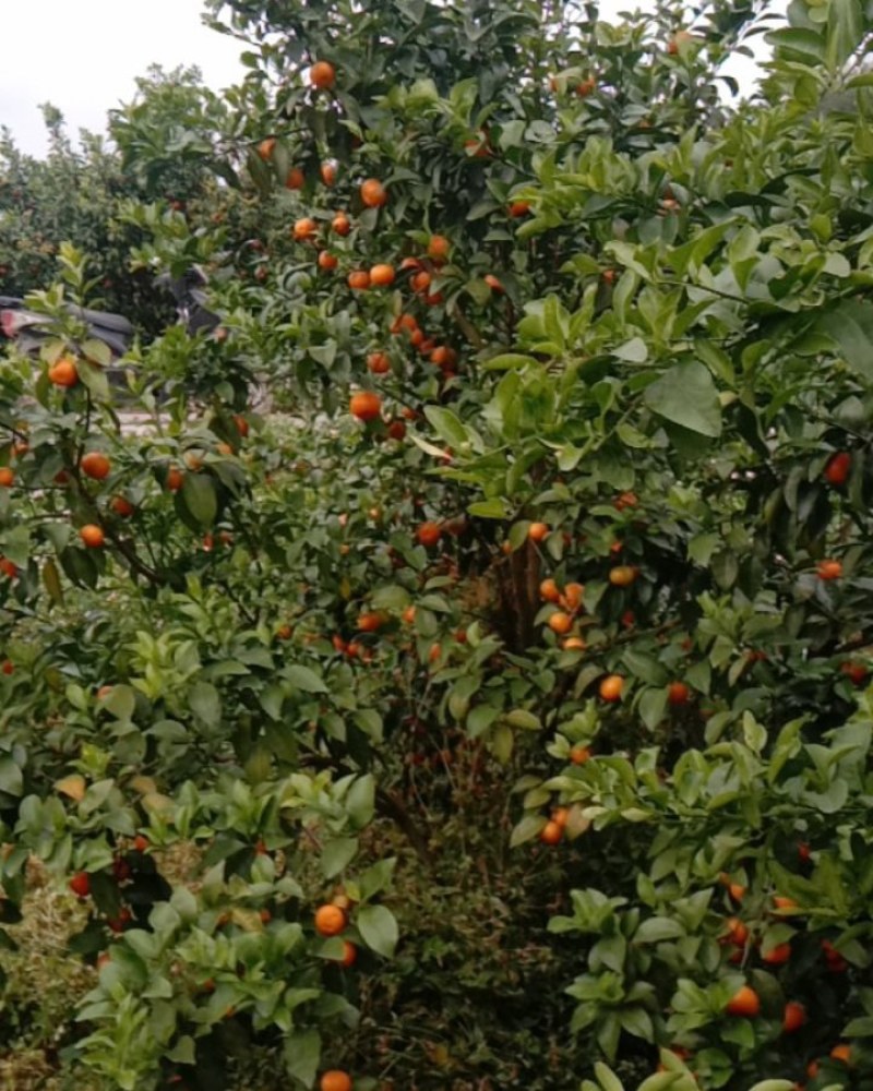本地大量种植沙糖桔，数量多，果实精品，味道甜蜜可口，