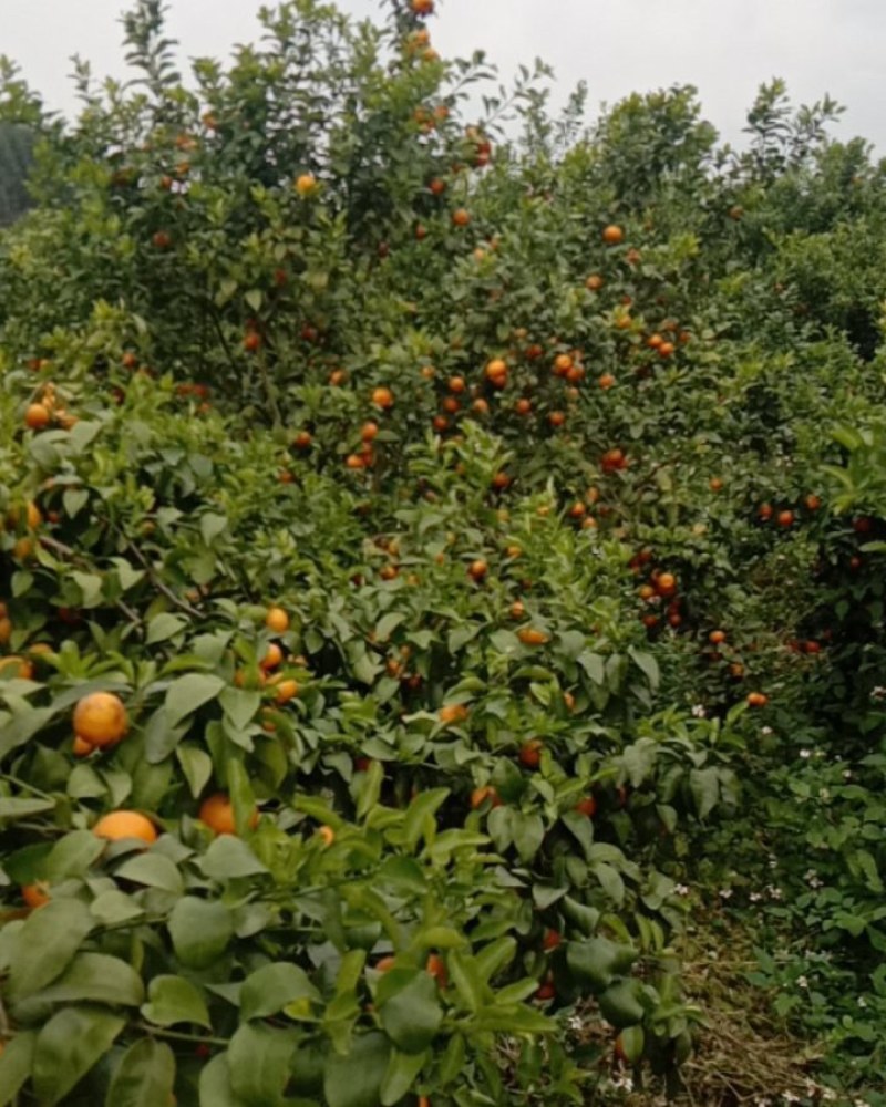 本地大量种植沙糖桔，数量多，果实精品，味道甜蜜可口，