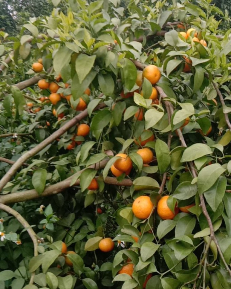 本地大量种植沙糖桔，数量多，果实精品，味道甜蜜可口，