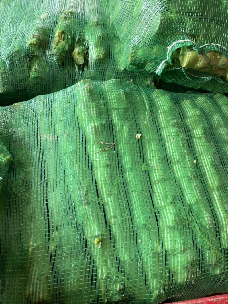三青光杆子