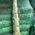 三青光杆子