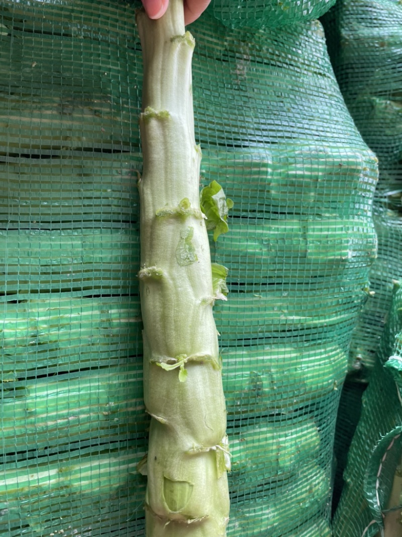三青光杆子