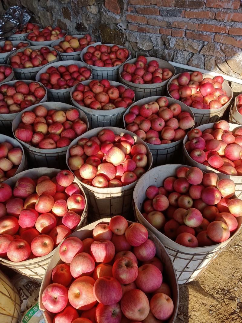 寒富苹果一手货源量大从优诚信经营欢迎下单