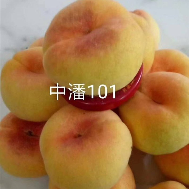 中蟠101黄肉蟠桃，自己家苗圃培育品种桃树苗