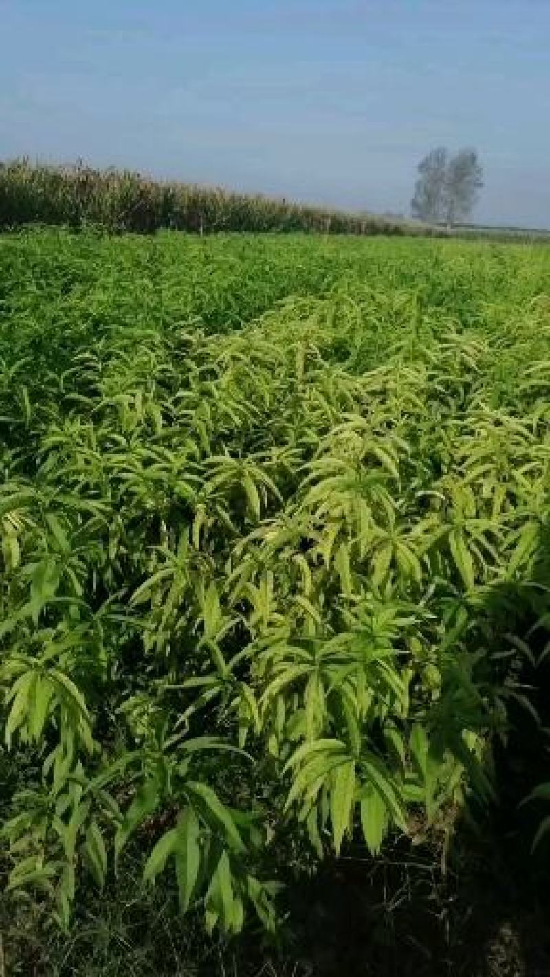 中蟠101黄肉蟠桃，自己家苗圃培育品种桃树苗