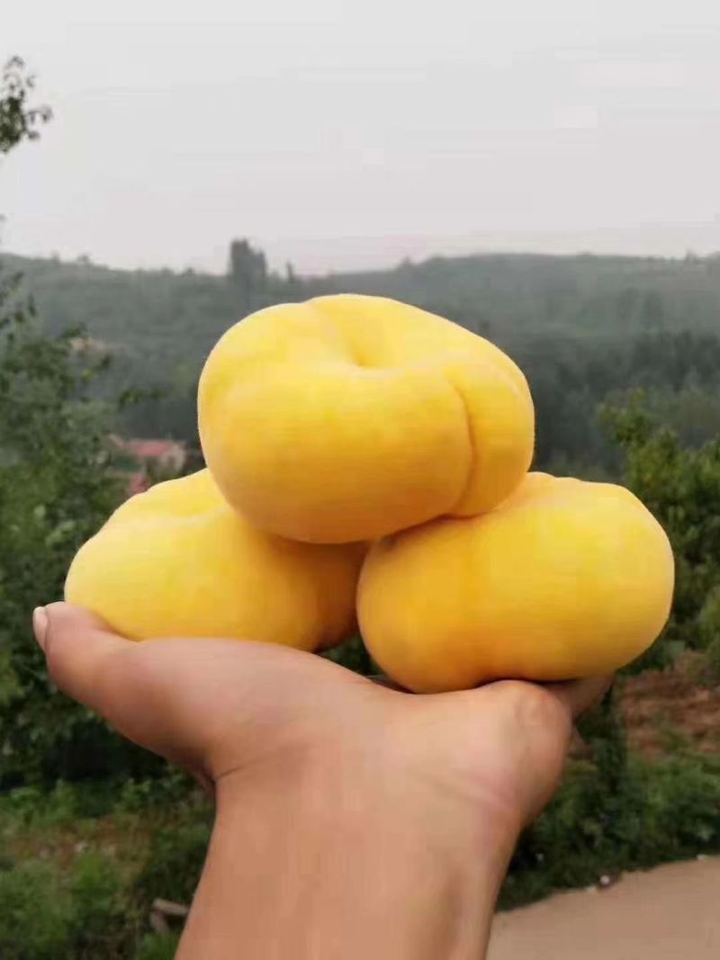 中蟠101黄肉蟠桃，自己家苗圃培育品种桃树苗