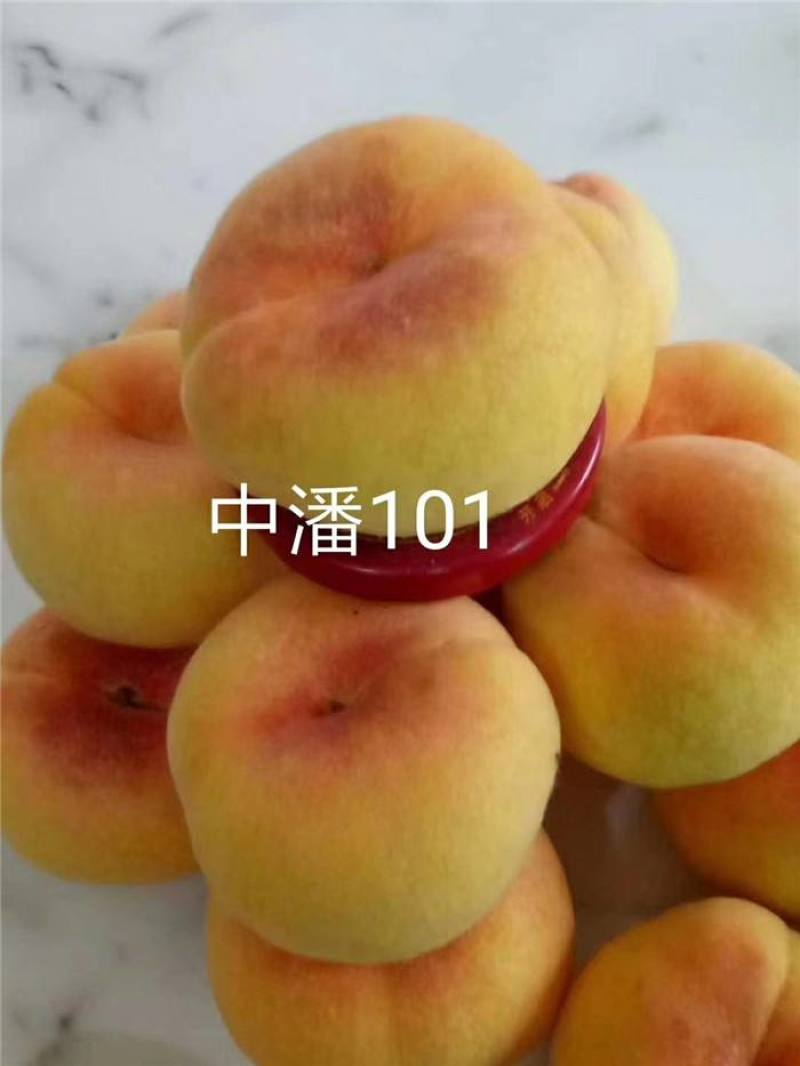中蟠101黄肉蟠桃，自己家苗圃培育品种桃树苗