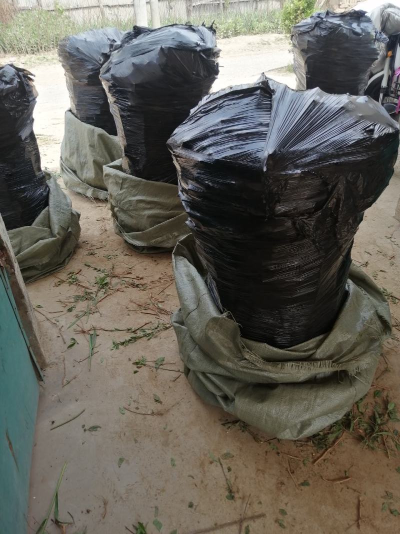 中蟠101黄肉蟠桃，自己家苗圃培育品种桃树苗