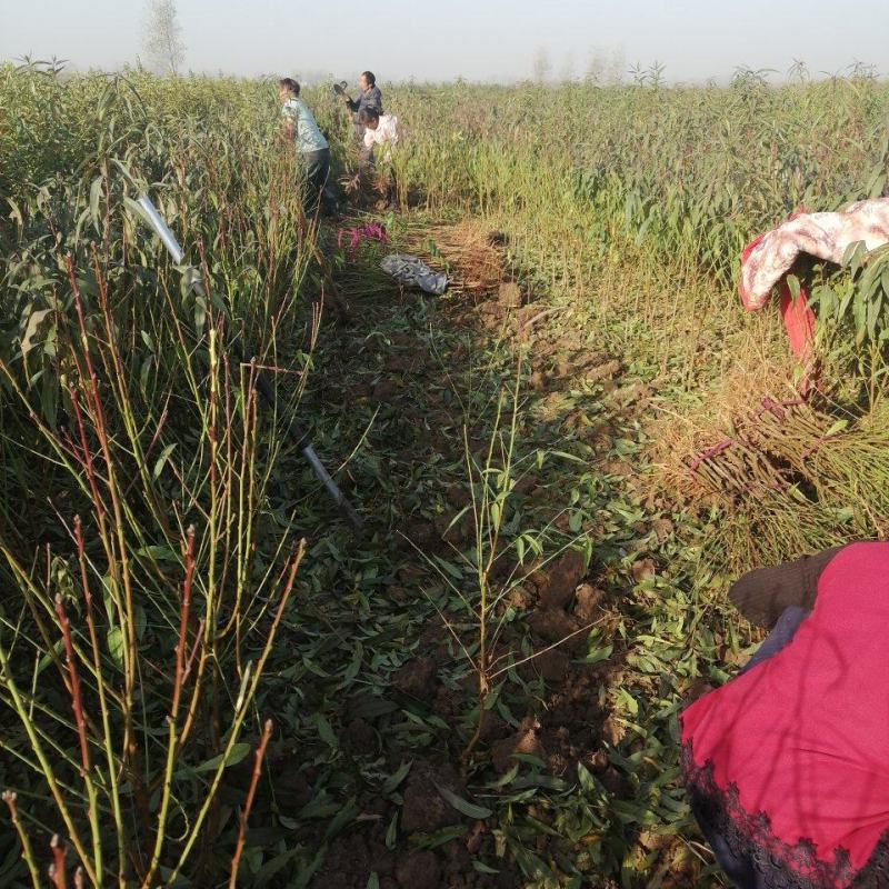 中蟠101黄肉蟠桃，自己家苗圃培育品种桃树苗