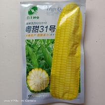 粤甜31号水果玉米种子飞机叶品种国审种子