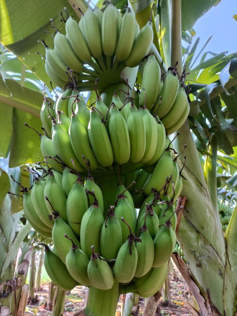 广东湛江徐闻粉蕉、小米蕉一手货源，蕉地可以视频看货